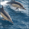 [Image: Dolphins.png]